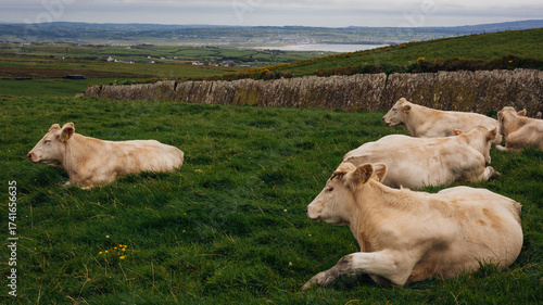 Cows grazing on the Cliffs of Moher, County Clare, Ireland.