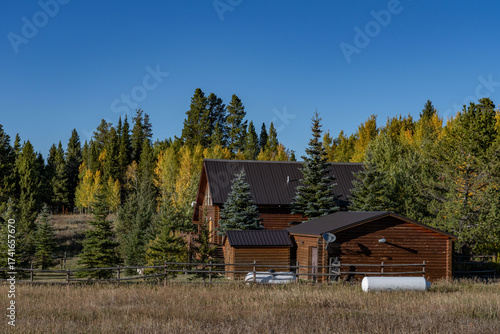 Populus tremuloides is a deciduous tree, quaking aspen, trembling aspen, American aspen.  Mule Deer Road, West Yellowstone, Montana