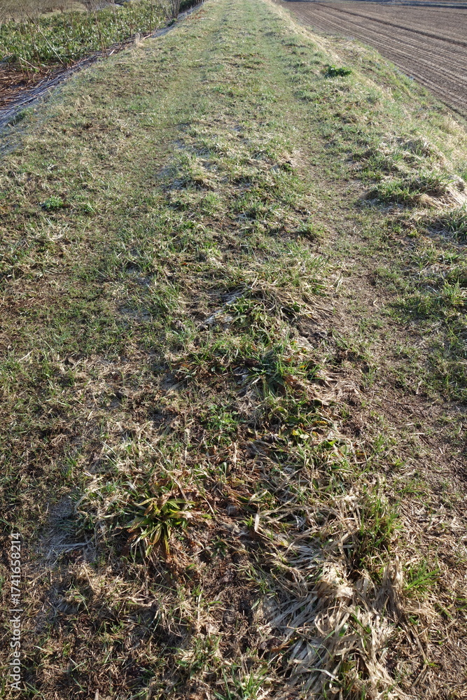 Fototapeta premium 春の地面のテクスチャ