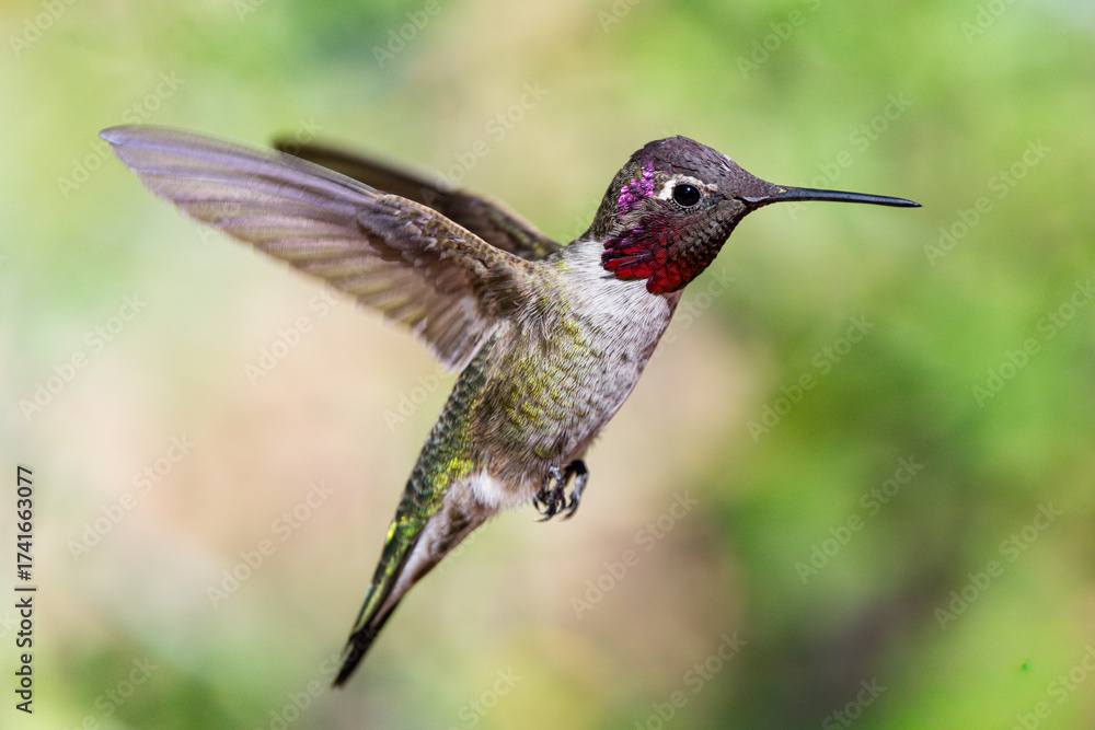 Obraz premium Anna's hummingbird in flight
