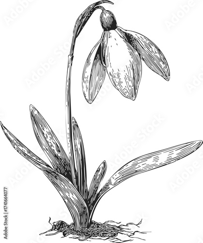 Snowdrop flower sketch, hand drawn botanical illustration with detailed leaves and ground — stock vector