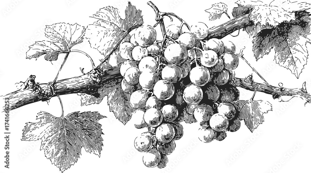 Obraz premium Grapevine sketch hand drawn with detailed leaves and grape cluster on branch — stock vector