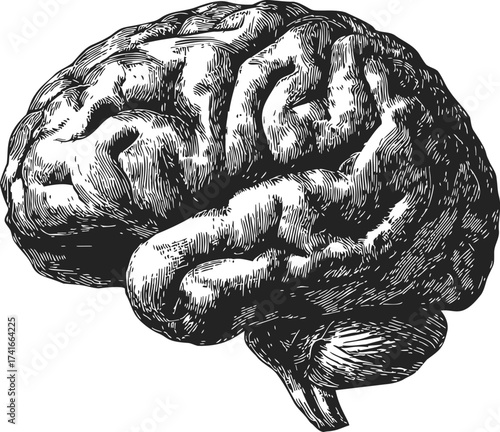 Brain sketch hand drawn side view detailed anatomy illustration — stock vector