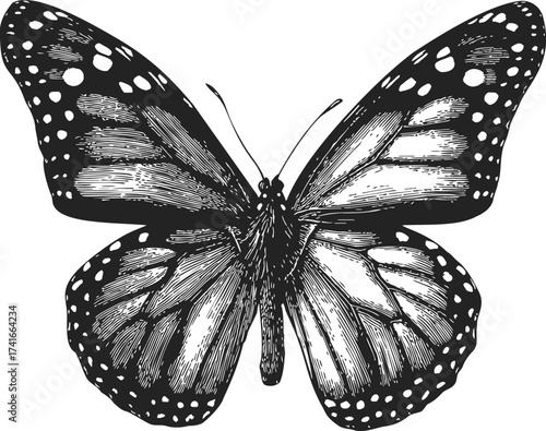 Butterfly sketch hand drawn detailed wings monochrome illustration — stock vector