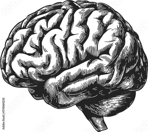 Brain sketch hand drawn vector illustration, detailed human organ anatomy side view — stock vector