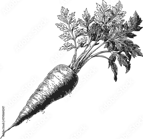 Carrot sketch hand drawn with detailed leaves and root isolated on white — stock vector