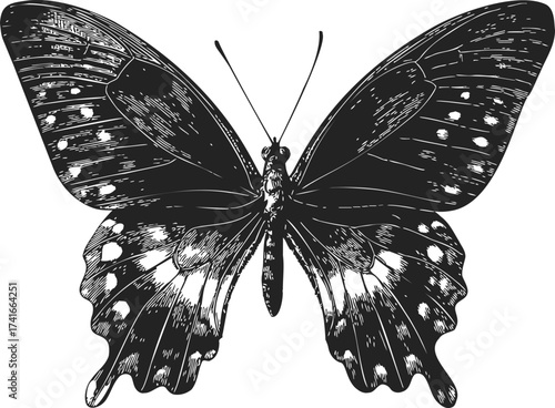 Butterfly sketch hand drawn detailed black and white symmetrical wings — stock vector