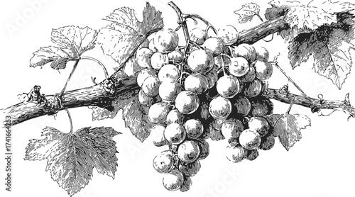 Grapevine sketch hand drawn with detailed leaves and grape cluster on branch — stock vector
