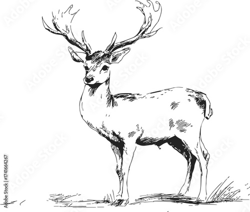 Deer sketch hand drawn standing with antlers on grass — stock vector