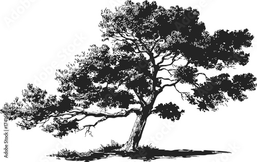 Tree sketch hand drawn black and white with detailed branches and foliage — stock vector