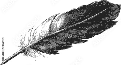 Feather sketch hand drawn black and white detailed engraving — stock vector