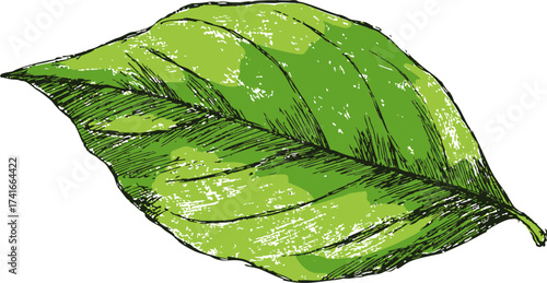 Green leaf sketch, hand drawn style with detailed veins and textured shading — stock vector