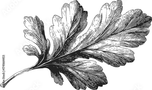 Parsley leaf sketch hand drawn botanical herb detailed black and white engraving — stock vector