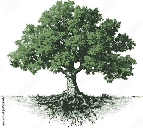 Tree sketch hand drawn with visible roots and leafy canopy — stock vector