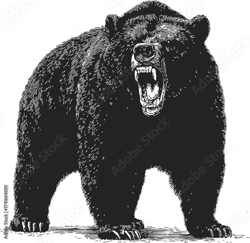 Roaring bear sketch, hand drawn vector, aggressive wild animal with open mouth — stock vector