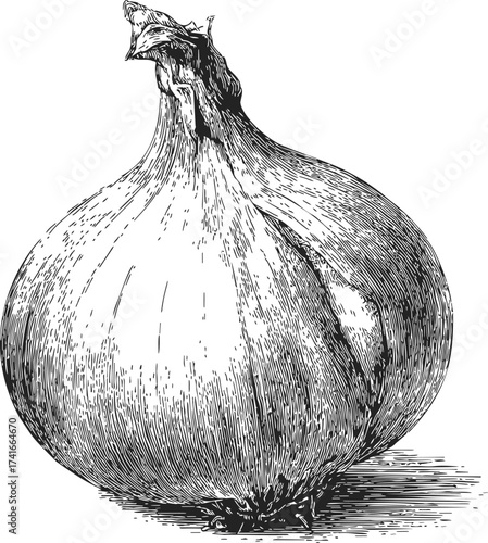 Onion sketch hand drawn detailed bulb vegetable isolated on white — stock vector