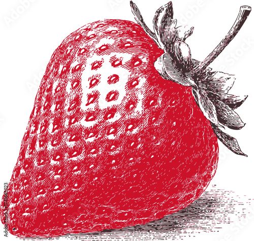 Strawberry sketch hand drawn vintage style detailed fruit illustration — stock vector
