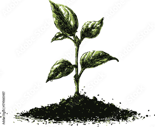 Young plant sketch, hand drawn style, sprouting from soil with four leaves — stock vector