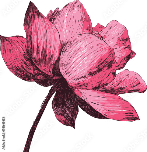Pink lotus flower sketch, hand drawn botanical illustration, detailed petals on white — stock vector