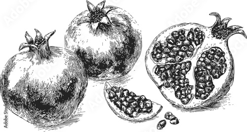 Pomegranate sketch hand drawn whole and sliced fruit with seeds — stock vector