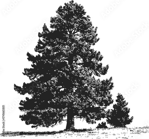 Pine tree sketch hand drawn style with detailed branches and grass — stock vector