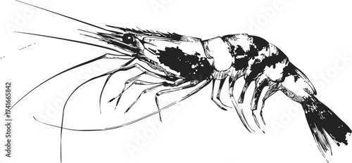 Shrimp sketch hand drawn style detailed black and white aquatic crustacean — stock vector
