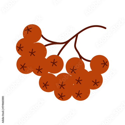 Rowan berry cluster. Small branch of red rowan berries. Ideal for autumn decor, nature, harvest, and Christmas element