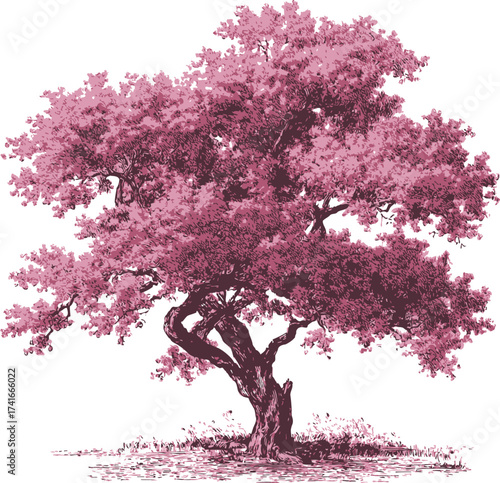 Cherry blossom tree sketch, hand drawn style, detailed pink foliage and textured trunk — stock vector