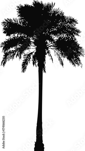 Palm tree silhouette vector, hand drawn tropical tree with detailed fronds — stock vector