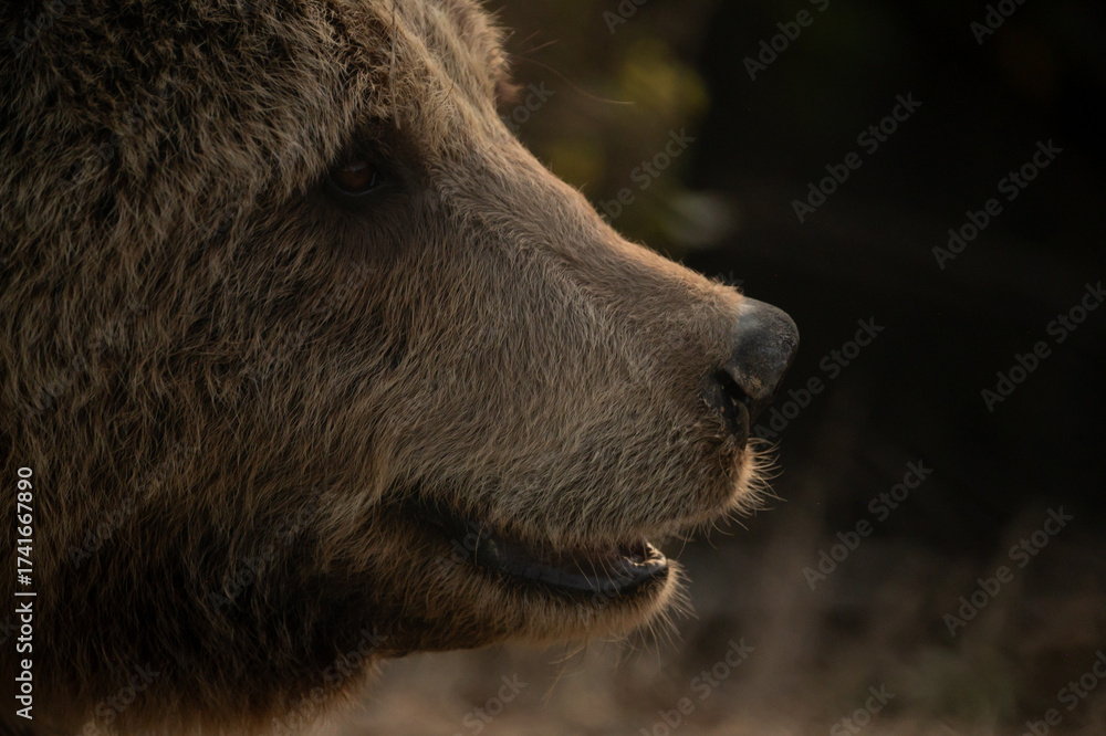 Obraz premium brown bear close up of eyes and nose 