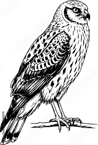 Hand-drawn sketch of Field harrier (Circus cyaneus), monochrome black ink, vector, isolated on white background