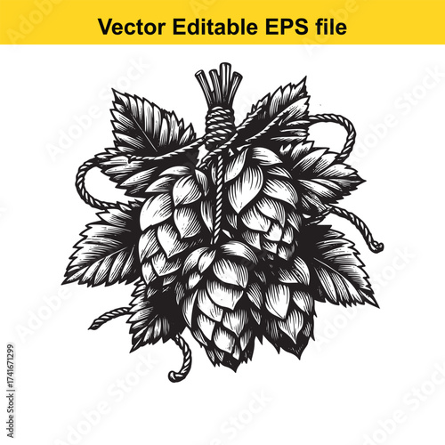 Vector art of hops cones tied with rope