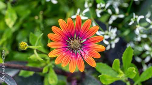 Osteospermum (African Daisy) Purple Sun