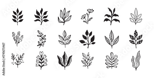Hand drawn outline doodle floral elements leaf set. Plant leaves vector design