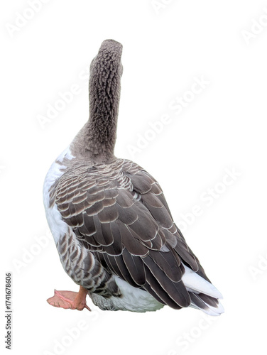 A PNG of a Toulouse Goose Pack: Five isolated birds in various dynamic poses, perfect for animation, education, farm, and rural design projects.