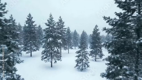 Wallpaper Mural Serene snow-covered evergreen forest under a soft, overcast sky. Torontodigital.ca