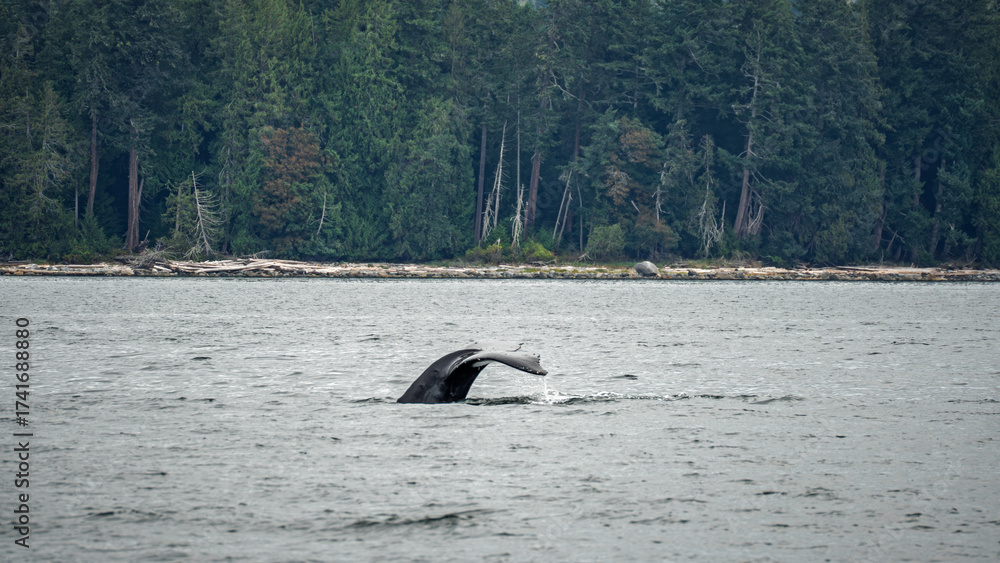 Fototapeta premium Humpback Whale