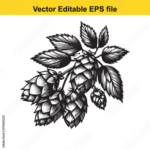Vector art of vintage hop cones and leaves illustration