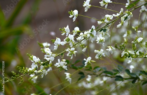 Wallpaper Mural Japanese white bush clover flowers. Fabaceae deciduous shrub. The sight of elegant white butterfly-shaped flowers swaying in the breeze in gardens is a symbol of autumn in Japan. Torontodigital.ca
