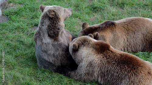 Wallpaper Mural Three Brown Bears Resting Together on the Grass

 Torontodigital.ca