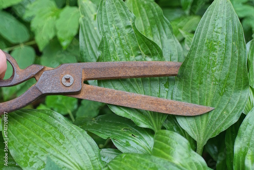 one long brown rusty iron old scissors cutting green leaf of wild plant in summer nature