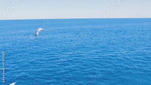 Seagulls flying over the deep blue ocean and vast horizon. Open sea nature background on a clear, sunny day. Perfect for themes of freedom, travel, and uninterrupted calm.