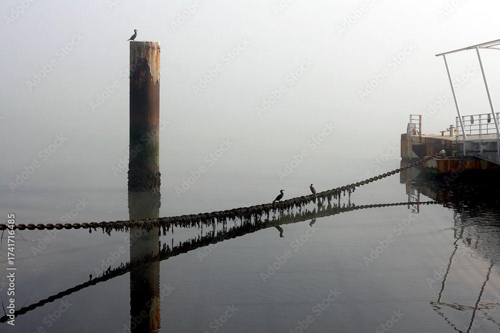 Obraz premium Mist Shrouded Dock With Birds On A Rusty Chain And Calm Waterfront At Sunrise Pier