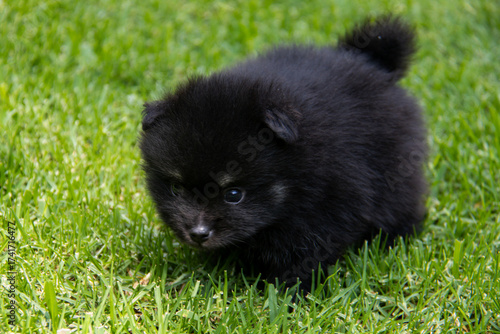Adorable black Pomeranian puppy on green grass, fluffy tiny dog with white markings exploring outdoors