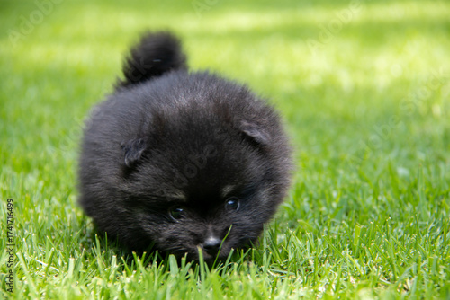 Adorable black Pomeranian puppy on green grass, fluffy tiny dog with white markings exploring outdoors
