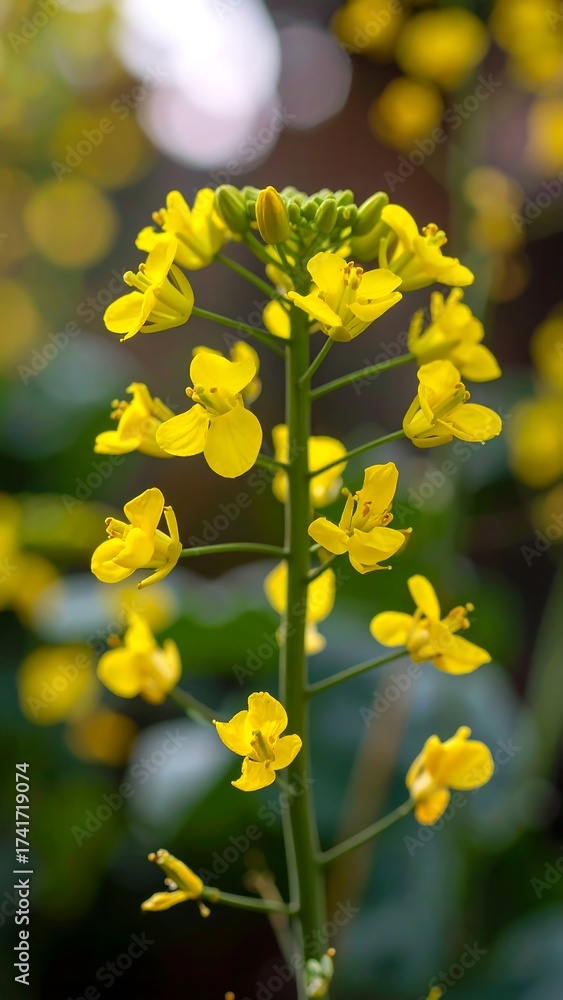 Obraz premium Close-up of vibrant yellow flowers (3)