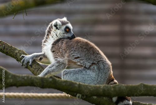 Curious Ring-Tailed Lemur Turning Back on a Tree