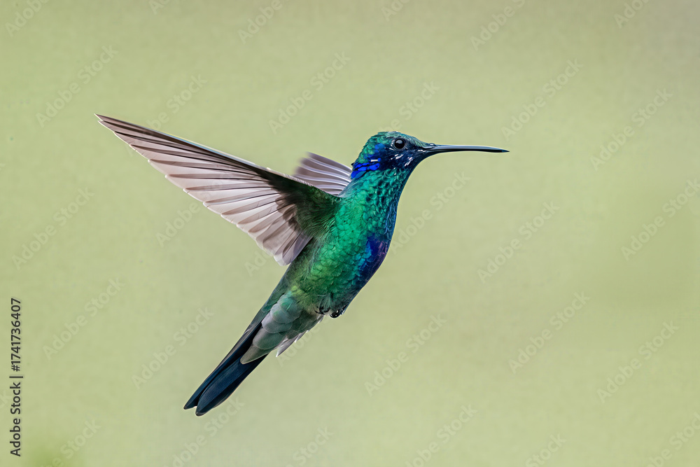 Fototapeta premium Sparkling Violetear Hummingbird Hovering in Midair Against Bright Background