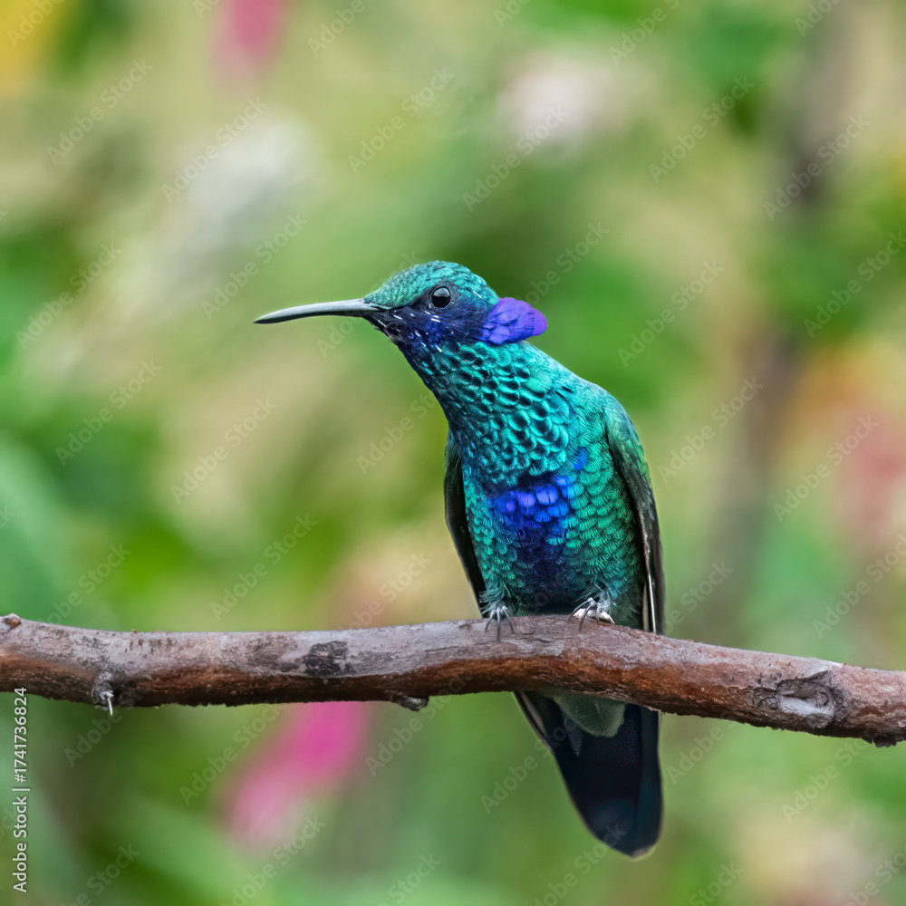 Fototapeta premium Sparkling Violetear Hummingbird Perched on a Branch in Lush Green Forest