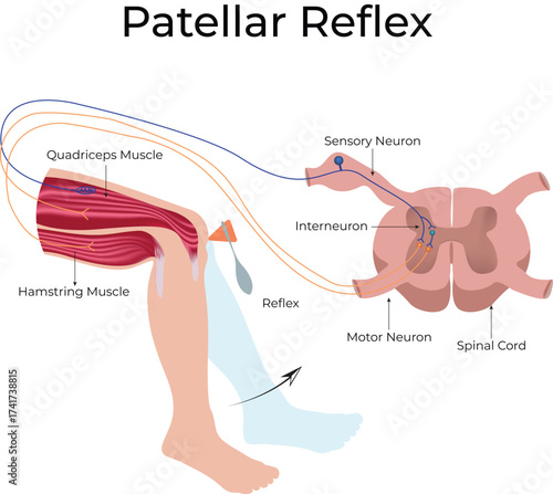 Patellar Reflex and Knee Jerk Reflex Vector Illustration